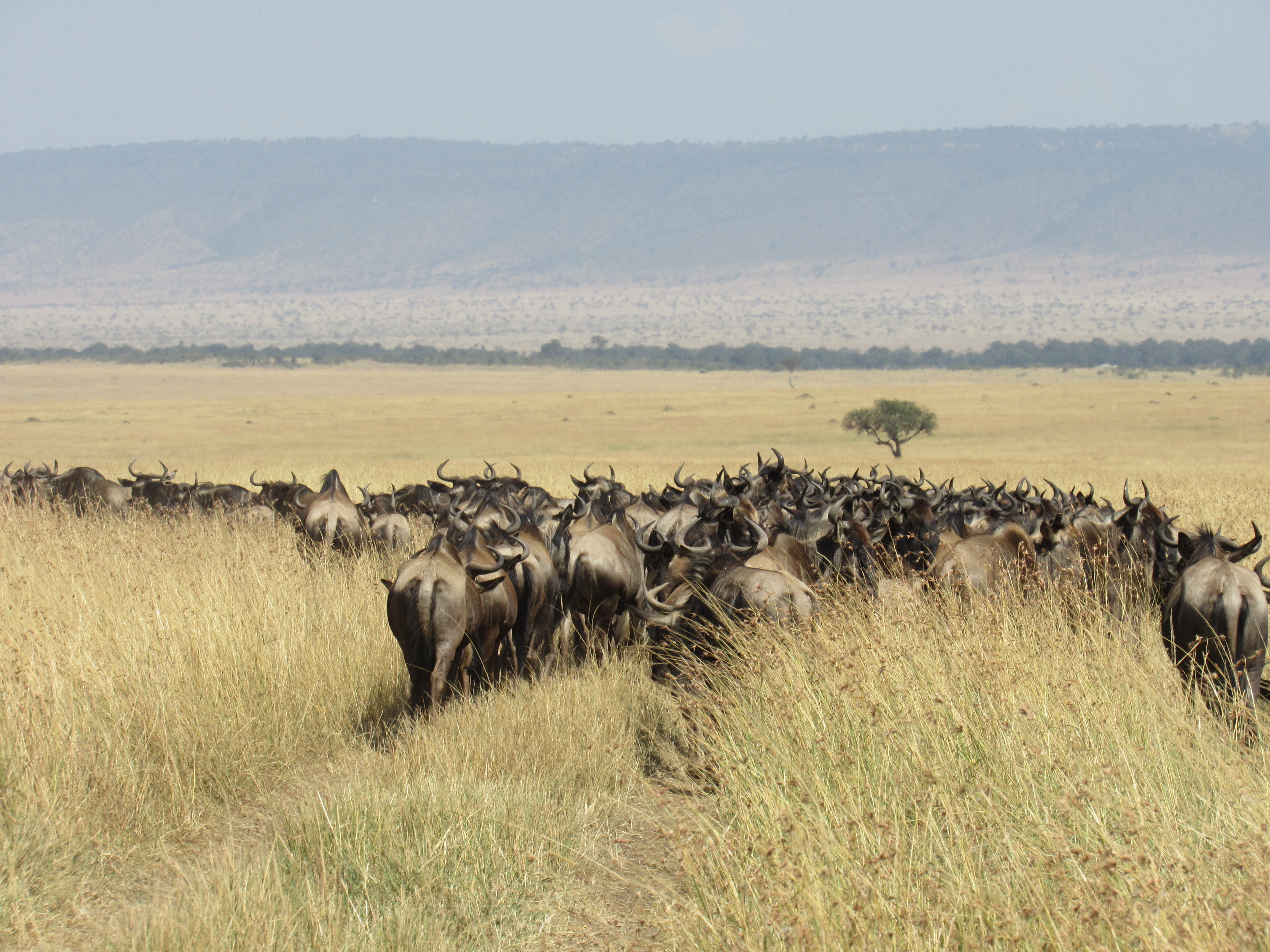 The Conservancy - Olare Motorogi Conservancy | Kenya